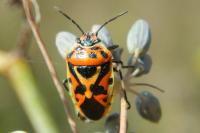 Eurydema ornata