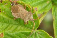 Coreus marginatus