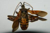 Leptoglossus occidentalis