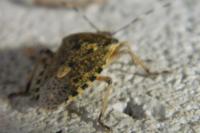 Rhaphigaster nebulosa