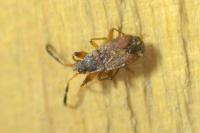Notochilus limbatus