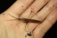 Ranatra linearis