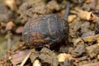 Odontoscelis fuliginosa