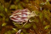 Odontotarsus purpureolineatus