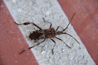 Leptoglossus occidentalis