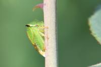 Stictocephala alta