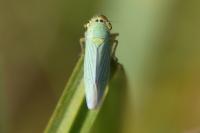 Cicadella viridis