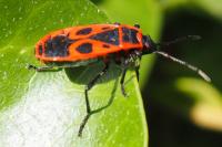 Pyrrhocoris apterus