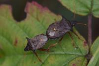 Picromerus bidens