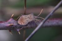Coreus marginatus