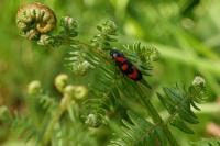 Cercopis vulnerata