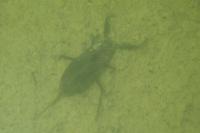 Nepa cinerea
