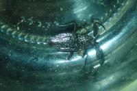 Nepa cinerea