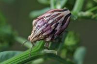 Odontotarsus purpureolineatus