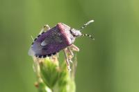 Dolycoris baccarum