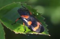 Cercopis intermedia