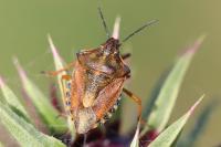 Carpocoris purpureipennis