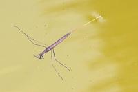 Ranatra linearis