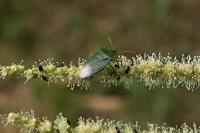 Palomena prasina