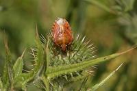 Carpocoris purpureipennis