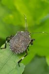 Halyomorpha halys