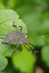 Halyomorpha halys