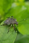 Halyomorpha halys