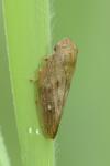 Aphrophora major