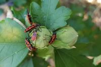 Pyrrhocoris apterus