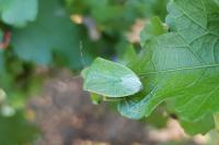 Nezara viridula