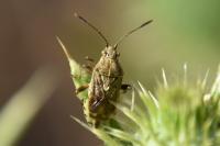 Stictopleurus punctatonervosus