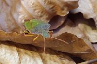 Palomena prasina
