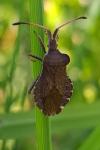 Enoplops scapha