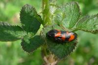 Cercopis vulnerata