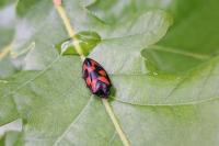 Cercopis vulnerata