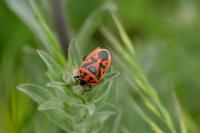 Eurydema ornata