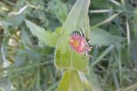 Dolycoris baccarum