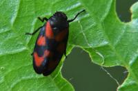 Cercopis vulnerata
