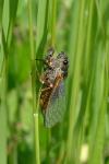 Cicadetta