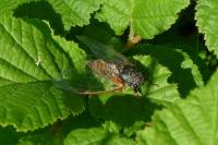 Cicadetta