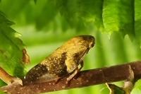 Aphrophora alni