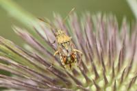 Stictopleurus abutilon