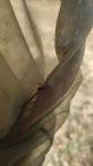 Camptopus lateralis