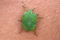 Palomena prasina