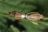 Aelia acuminata