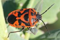 Eurydema ornata