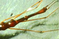 Hydrometra stagnorum