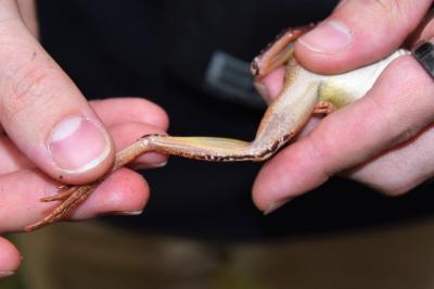 Grenouille agile 
