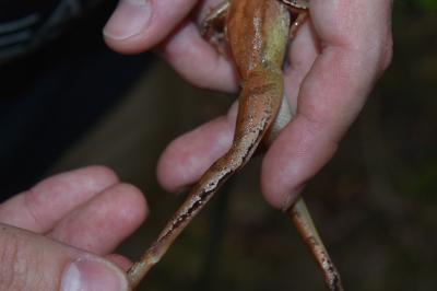Grenouille agile 