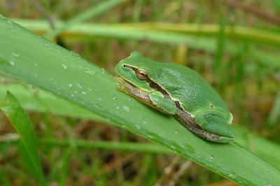 Hylidae